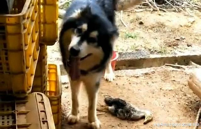 国庆还没过完，我和狗就被老妈撵走了，再不走全村的鸭子都没了