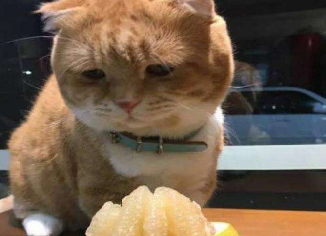 猫尝不出甜味，喵星人：说出来你可能不信，只因我本身就甜
