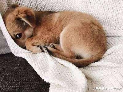 狗狗的5个“软肋”, 请不要对它做, 每一个都令它伤心!