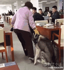 空有一颗学霸的心，奈何是条狗