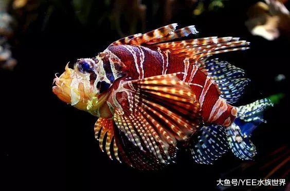 天使还是魔鬼？狮子鱼霸占原生鱼栖息地，美国遭殃古巴受难