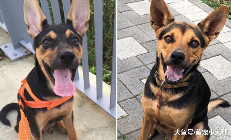 幼犬印堂發黑，長大后滿臉黃配M字黑劉海惹人笑：抱錯狗了吧？