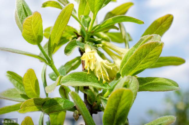 金银花是我们熟知的一种药材，也是漂亮的花，是什么导致不开花