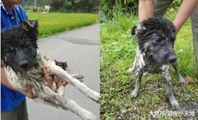 黑头白身的黑狗垂耳变立耳，整天冲田里玩到变色，妈笑：根本诈骗