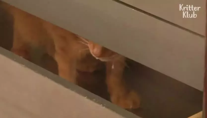 因为爱，这只橘猫爆瘦成一道闪电