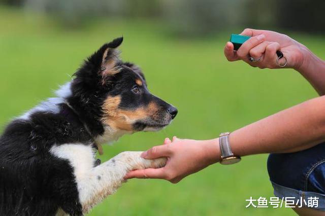 为什么训犬要用正加强？鼓励让狗狗更有动力，称赞会让它学得更好