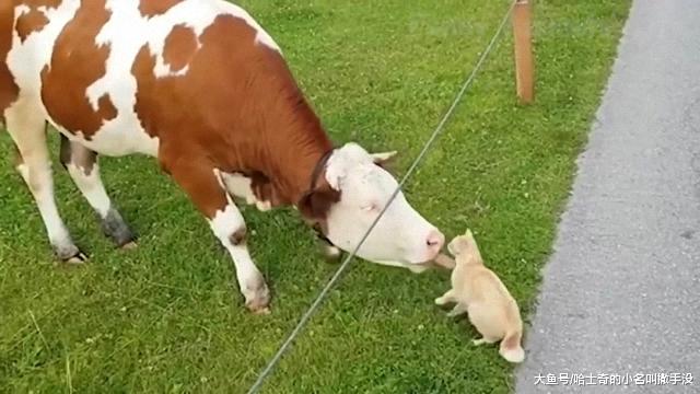 橘猫本来是要蹭牛奶喝的，没想到被奶牛伸舌头舔了一下，落荒而逃