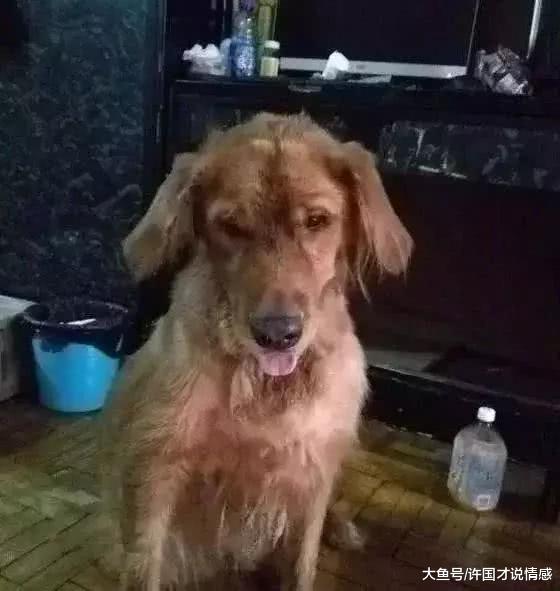 金毛被抛弃在火车站，看到主人留下的字条，为她和它感到悲哀！