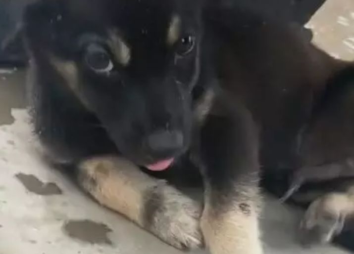 土狗一下雨没路可走，躲在拱形小桥下，可怜兮兮求带走