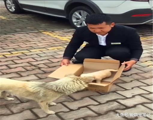 面对每一个被领养的狗宝宝，流浪狗妈都会送很远，满满的尽是母爱