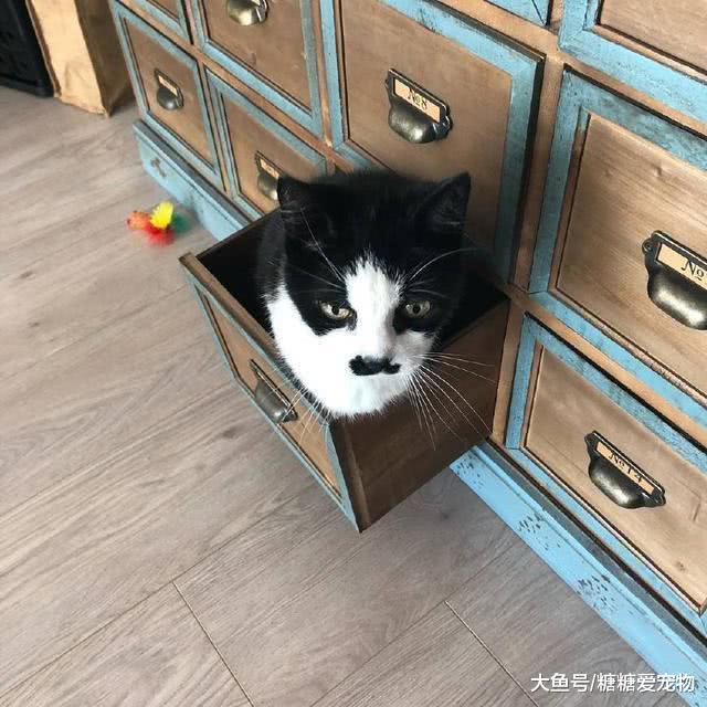 猫咪喜欢钻洞居然是这些原因造成的？而且钻了就出不来了！