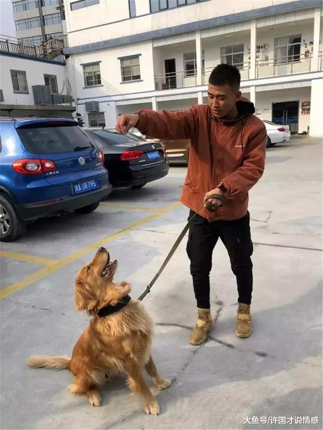 金毛跑进警局不愿离开，还嫌警犬的狗粮太难吃，警察表示很无奈