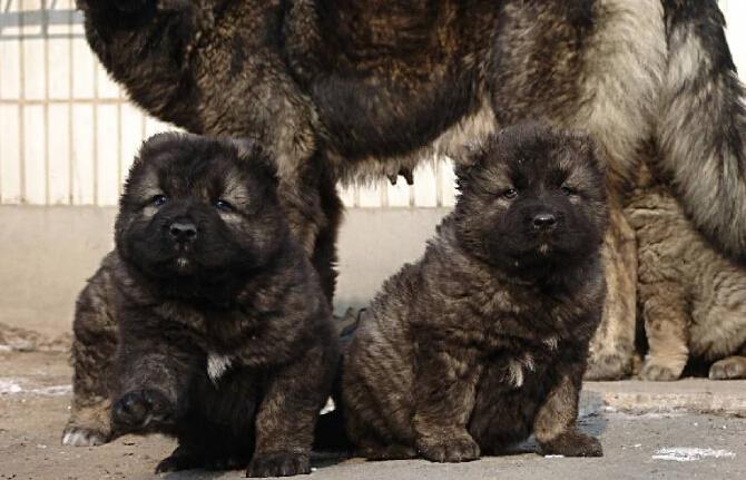 高加索喜歡吃骨頭嗎？高加索犬吃骨頭要注意的地方
