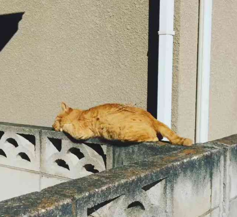 “萝卜你怕啥？本喵只吃萝卜炖牛肉！”11张猫咪趣图让你笑不停