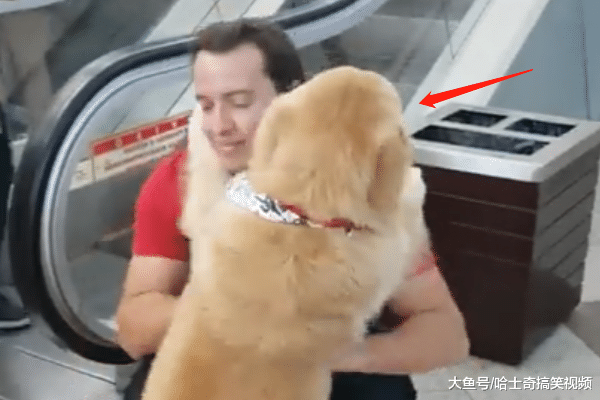 金毛遇電梯不敢走，結果撒嬌要主人抱，誰還不是小公主呢