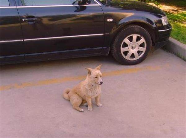 公司楼下出现了只流浪狗，女子好心每天喂食它，它这样报答女子！