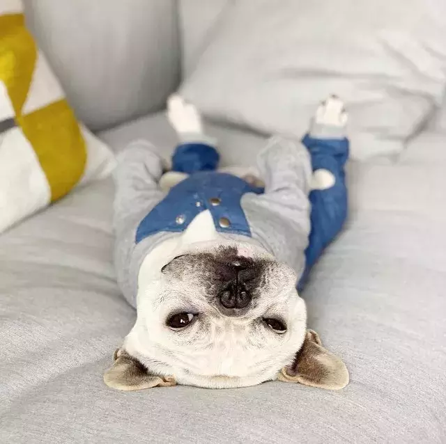 穿著睡衣的可愛汪星人