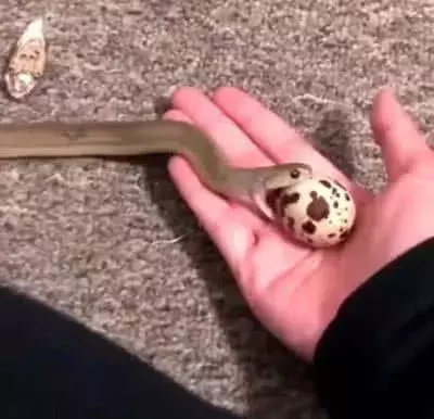 幼蛇無傷害？男子拿了一顆鵪鶉蛋，立馬張開嘴吞了！