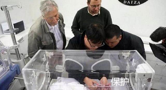 大熊猫叼着东西到处跑，奶妈不放心凑近一瞧：快放下，我的祖宗诶！