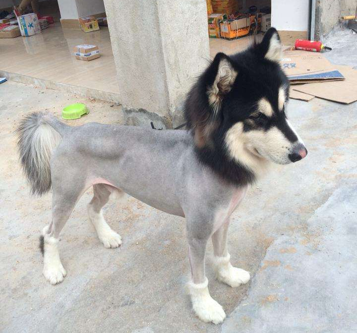 田园犬与品种犬之间有何差别? 为什么大街流浪的基本上都是田园犬