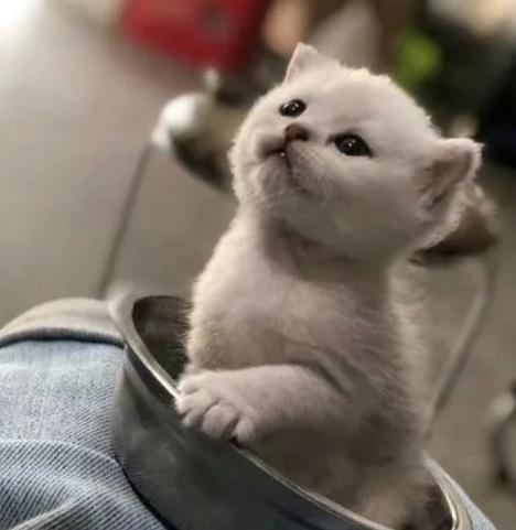 这是谁家的小可爱呀, 看着猫咪耍宝的样子网友的心都化了