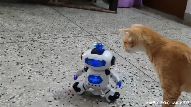 机器人玩具成功的吸引了橘猫的注意，橘猫一家4口把它给围住了