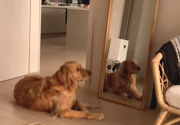 怀孕了不能养狗，会感染弓形虫？狗子：这个锅我不背