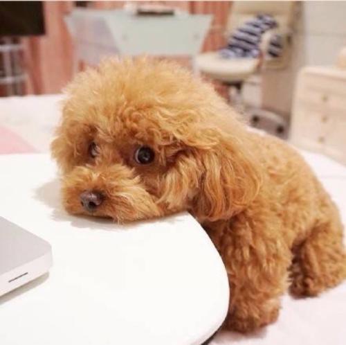 如何判断泰迪犬老了没？狗年龄的对照表，你家狗狗多大了呢？