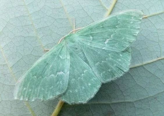 九月色彩推荐|共同迈入“绿色”的未来