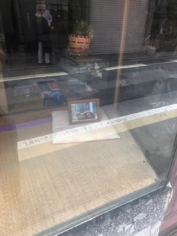 全网混的最差的猫来了