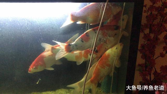 锦鲤等观赏鱼近期身体严重溃烂，能否快速治愈过年关？