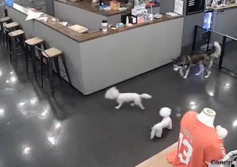 哈士奇咬了比熊犬还装傻, 报警调监控后, 二哈大吼: 不是我干的!