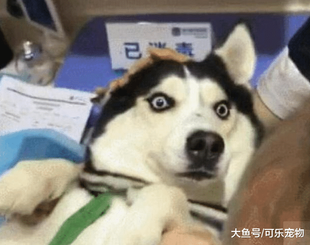 主人带哈士奇去医院，二哈一见到针头就戏精上身，网友：好演技！