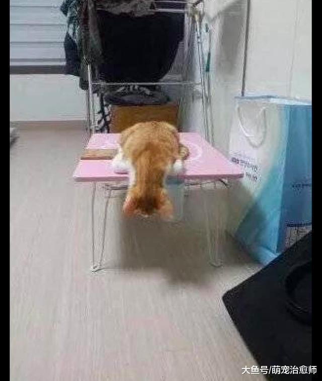 猫咪趴在桌子上面朝下看, 主人以为它在看虫子, 谁知是睡着了!