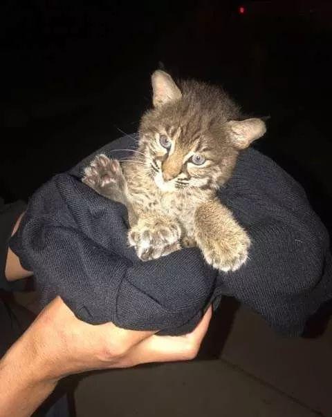 女子救了一只小流浪猫，邻居发现后慌张上门警告：快送走！