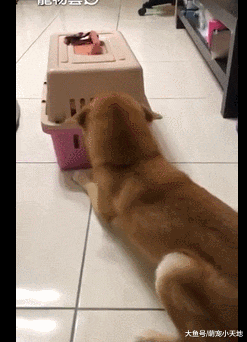 猫哥哥住院7天回来, 阿柴用电臀迎接飞机开超满：好想你啦