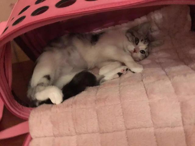 猫粮不能长期作为主食，相比昂贵猫罐头，干粮的两大缺陷更为严重