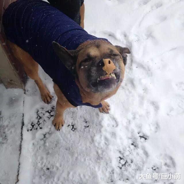 狗狗爱吃花生酱，但除了吃，花生酱还有什么用途？