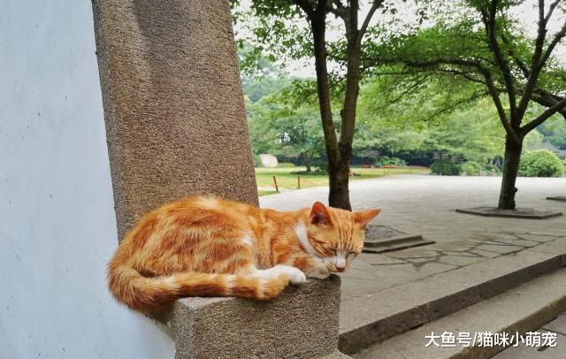 嫌弃流浪猫？如果没有流浪猫，人类将无法正常生活