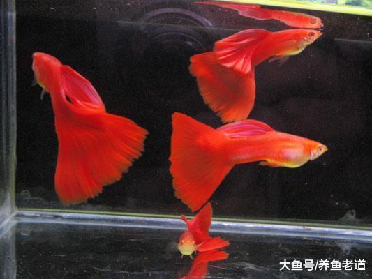 在观赏鱼饲养中, 一把小剪刀也可以解决一些问题!