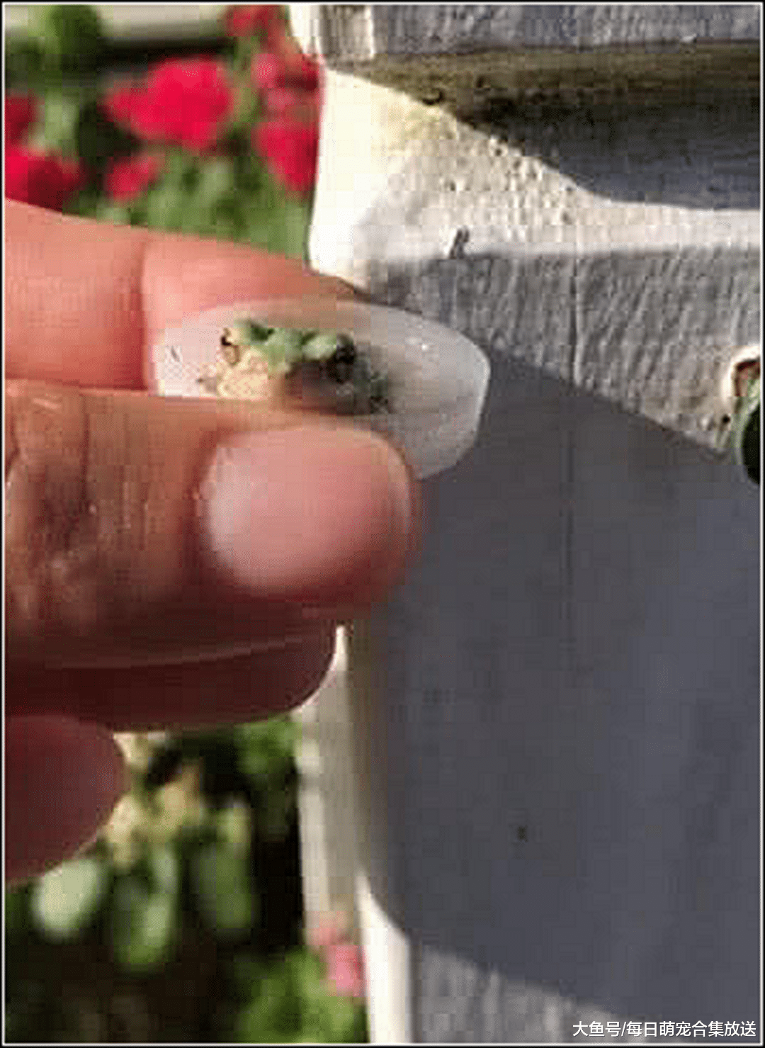 小青蛙在门缝晒太阳，男主递上一瓶盖水喂它，青蛙的反应令人笑喷