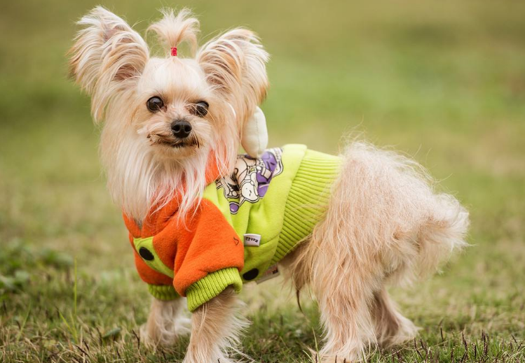 这几种方法可以让狗狗不再护食，不信的话试试看！