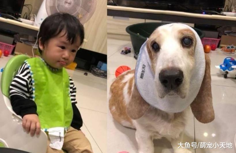 小主人不戴围兜兜，巴吉度猎犬帮忙扮成鬼修女，才让他破涕为笑