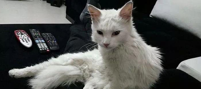 流浪猫卡进门缝休克，急诊医生马上冲过去，猫咪因祸得福……