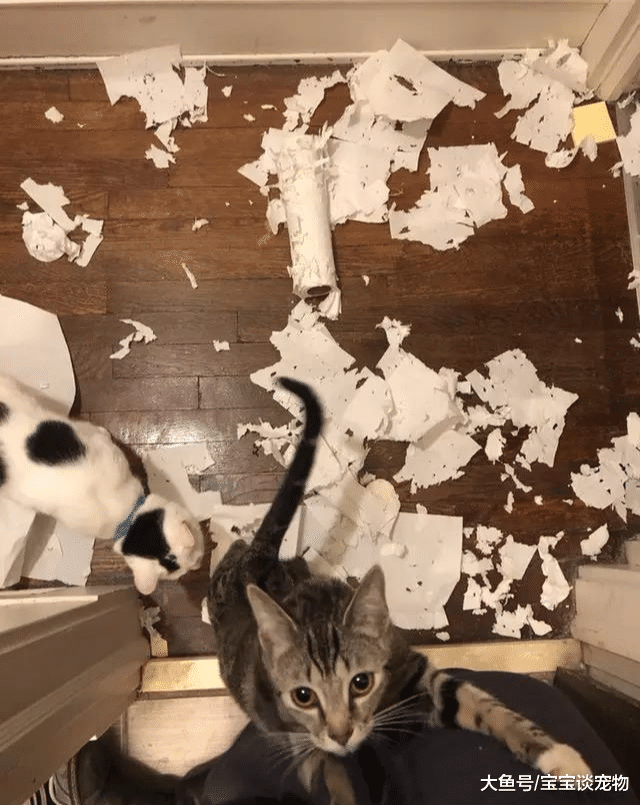 猫要是坏起来，能有多气人？