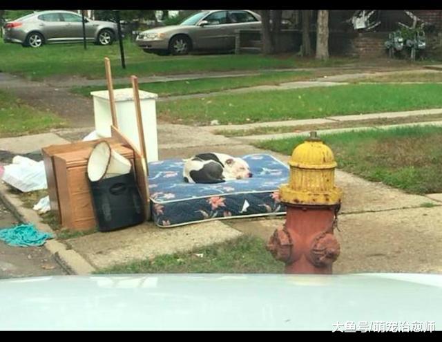 前主人将家具和狗狗一起扔在路边，它还趴在旧床垫上默默等待着！