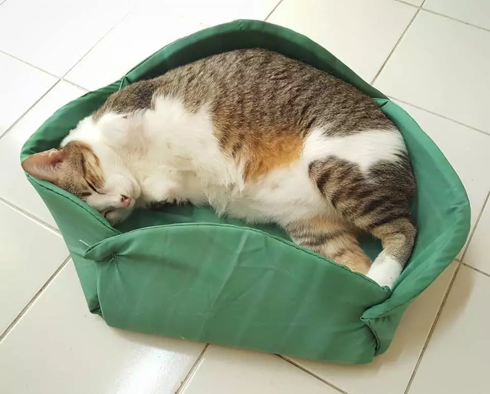 励志喵生吸粉14万人！生活不易，你却还没有一只猫努力！