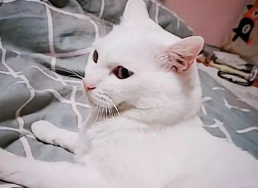 早起给猫戴记步器，10小时后回家查看数据，当时就傻了