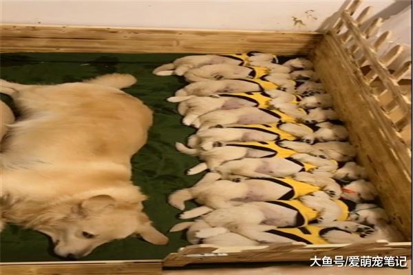 金毛“夫妻”养育11只小奶狗，每天都看护它们睡午觉，画面好有爱
