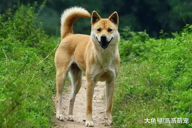 新手宠主养狗，养什么狗比较好？下面5种很适合，省心还好喂养